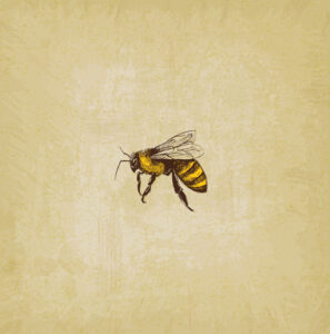Honey Bee image